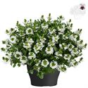 Afbeelding van Scaevola TP26 White